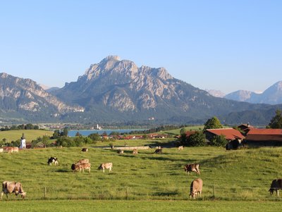 Vom Stögerhof Blick auf den Forggensee © Stögerhof Idyllische Lage mit Blick auf den Forggensee in Bayern