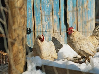 Den Hühnern macht der Schnee auf dem bayerischen Ferienhof nichts aus. 