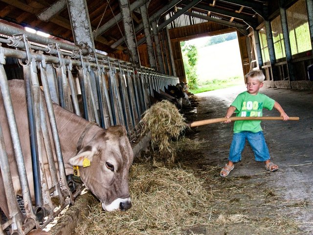 Kind im Kuhstall beim Tiere füttern mit der Heugabel