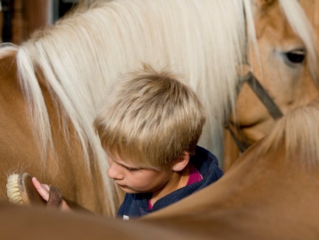 Kinder lernen die Pflege von Pferden