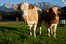 Kühe in der Zugspitz Region vor Karwendelgebirge 