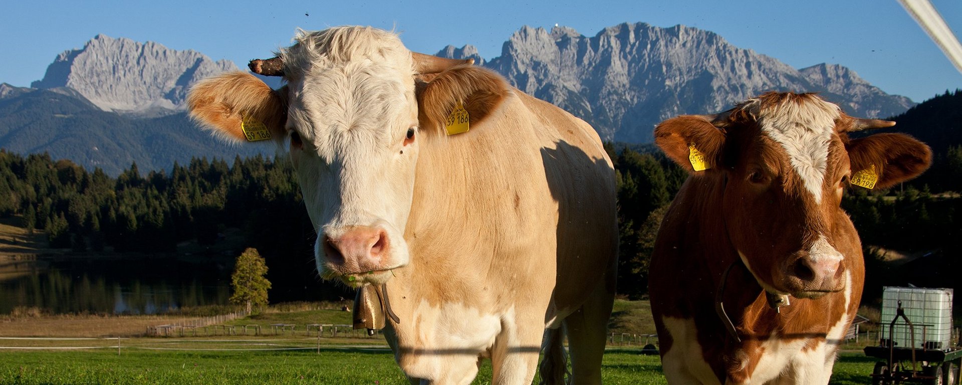 Kühe in der Zugspitz Region vor Karwendelgebirge 