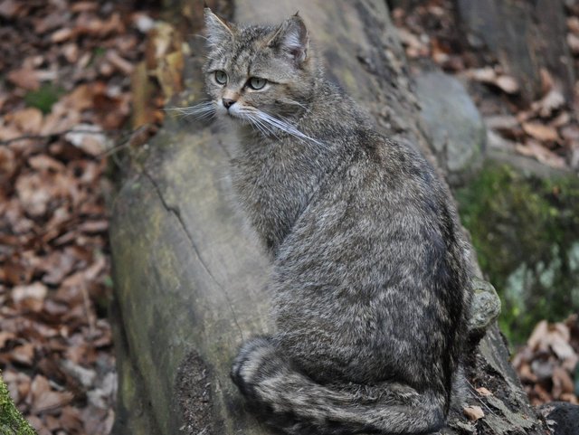 Wildkatze im Nationalpark Bayerischer Wald