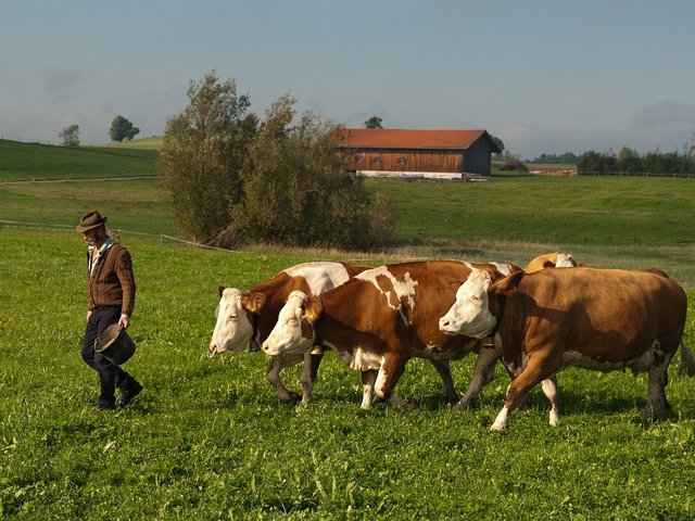 Bauer mit Kühen zur Fütterung auf der Weide