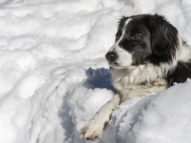 Hund liegt im Schnee in Bayern