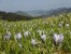 Frühlingsblumen im Allgäu