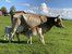 Biologische Haltung der Kühe auf der Weide 