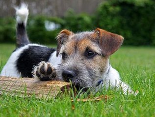 Hunde im Urlaub erlaubt © Ferienhof-Frank Urlaub auf dem Bauernhof mit Hund in Bayern