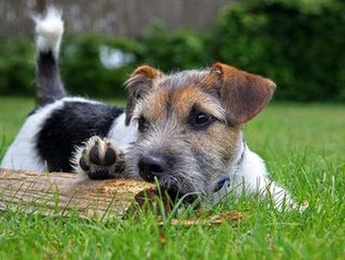 Urlaub auf dem Bauernhof mit Hund in Bayern