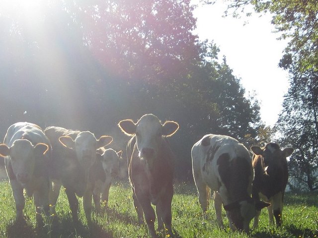Kühe auf der Weide auf dem Bio-Hof im Frankenwald