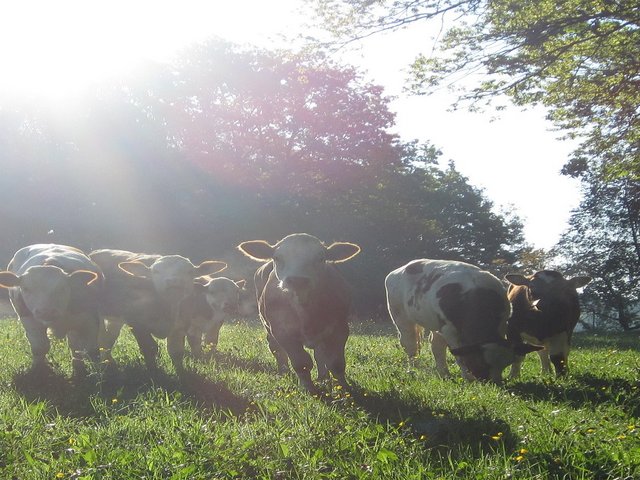 Kühe auf der Weide auf dem Bio-Hof im Frankenwald