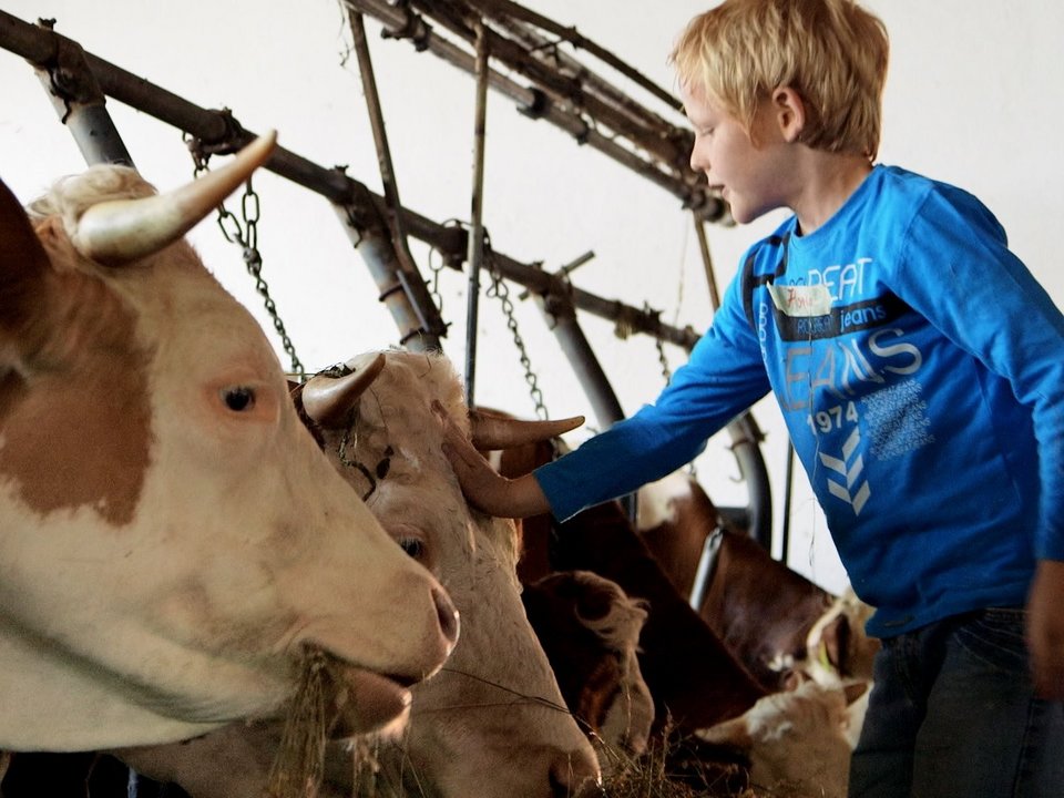 Junge streichelt ein Kuh
