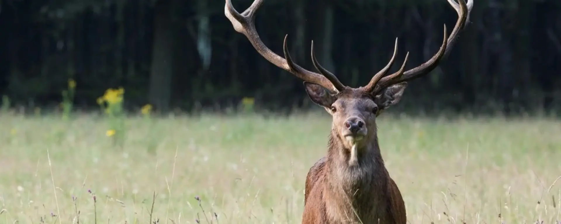 Jagd - © Bayerischer Bauernverband Jagd
