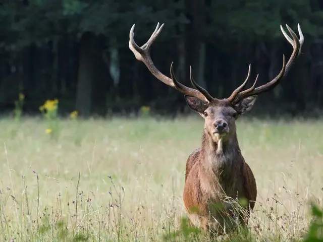 Jagd