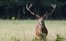 Jagd