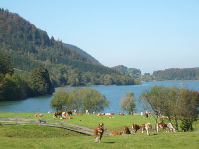 Kühe des Kirchbergerhofs am Ufer des Schliersees © Kirchbergerhof Entspannung in direkter Uferlage am Schliesee im Bayern