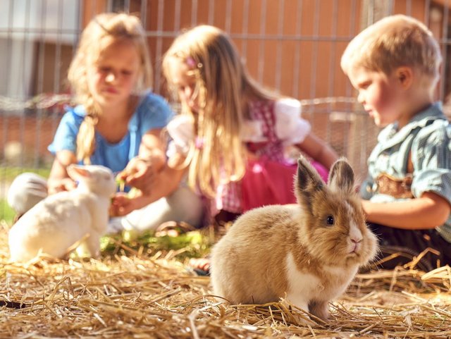 Streicheltiere auf dem Balbini Ponyhof in Hengersberg im Bayerischen Wald