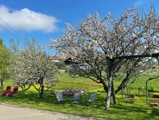 bäume mit früghlingsblühe