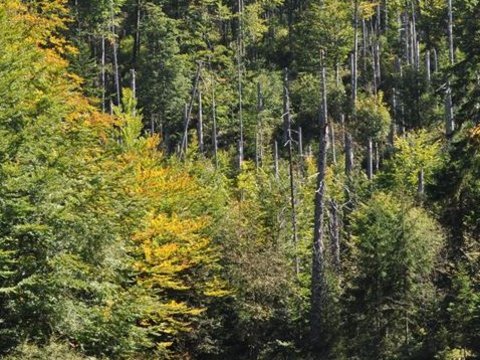 Martinsklause beim Lusen, Naturpark und Nationalpark Bayerischer Wald