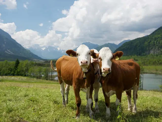 Sommerfrische für Kalbinnen - © Ferienregion Zugspitzland, Foto: Benedikt Lechner Kälber auf der Weide vor Bergpanorama