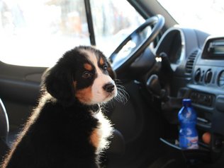 Pfotenklassifiziert für Urlaub mit dem Hund © Gmeinder´s Landhaus Die Hundefreundlichkeit wurde mit Pfoten klassifiziert.