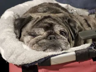 Vierbeiner sind bei uns Herzlich Willkommen © Andreas Kern Vierbeiner sind bei uns Herzlich Willkommen