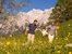 Die Alpenwelt Karwendel – das ideale Urlaubsziel für Familien in den bayerischen Bergen. Hier warten rauschende Klammen, abwechslungsreiche Themenwege und vieles mehr…