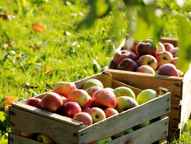 Äpfel vom Bauernhof aus der Region Chiemsee