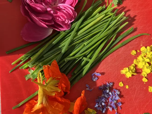 Frische Kräuter aus dem Garten... - © Tatjana Seel Frische Kräuter aus dem Garten