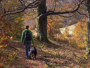 Spaziergänge im Bayerischen Wald mit Hund © Ferienhof-Landhaus-Guglhupf Der Bayerische Wald lädt zum spazieren gehen mit Hund ein.