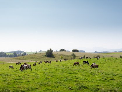 Ausblick in die Natur mit Kühen