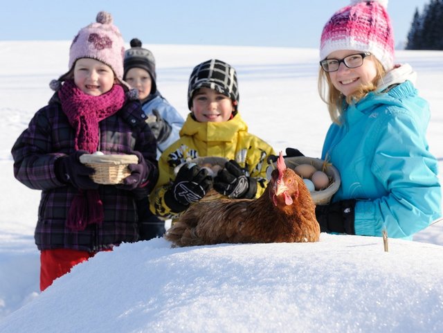 Eier von glücklichen Hühnern gibt es auch im Winter auf dem Bauernhof aus der Region Chiemsee