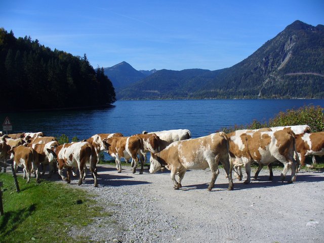 Weidetiere in direkter Uferlage in Bayern auf dem Bauernhof