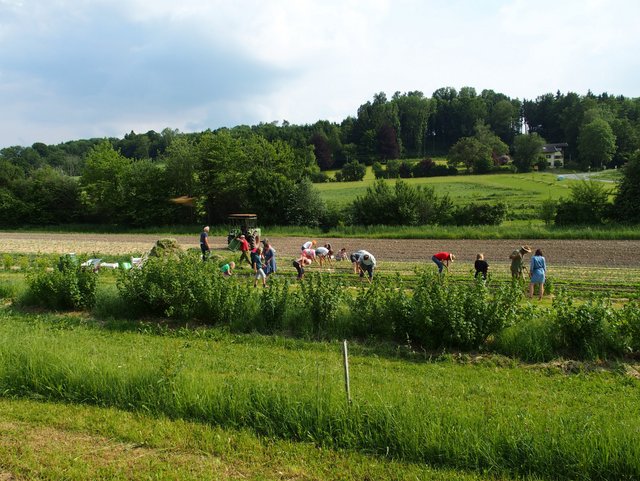 Gäste können bei der Ernte auf dem Obsthof in Bayern helfen