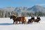Pferdeschlittenfahrten im Schnee