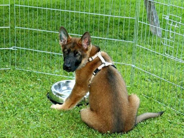 Wellnessurlaub mit Hund in Bayern Aussenbereich für Hunde