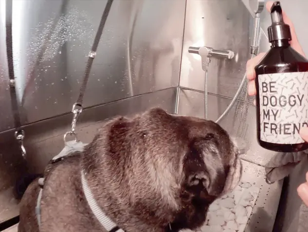 Hier wird Ihr Vierbeiner wieder sauber