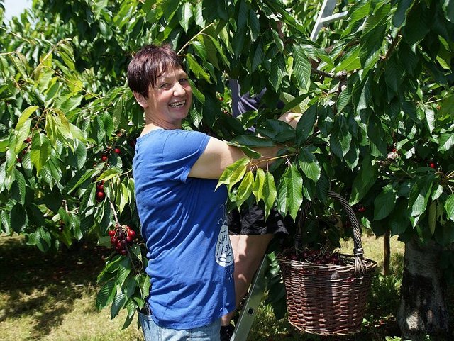 Erntezeit auf den Obstwiesen