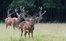 Jagd