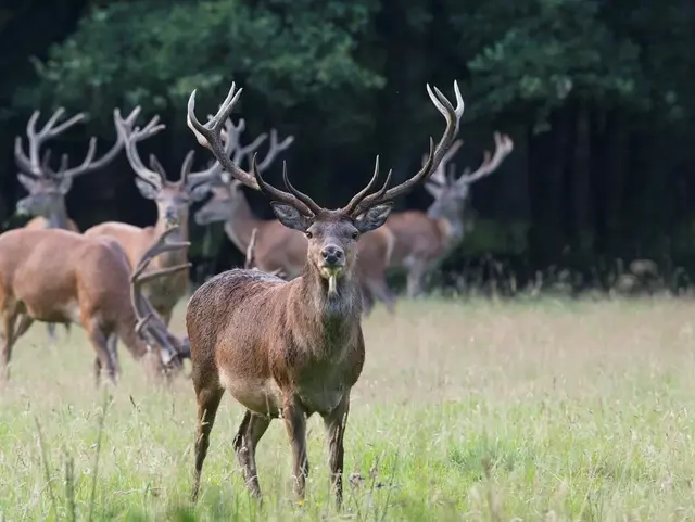 Jagd - © Bayerischer Bauernverband Jagd