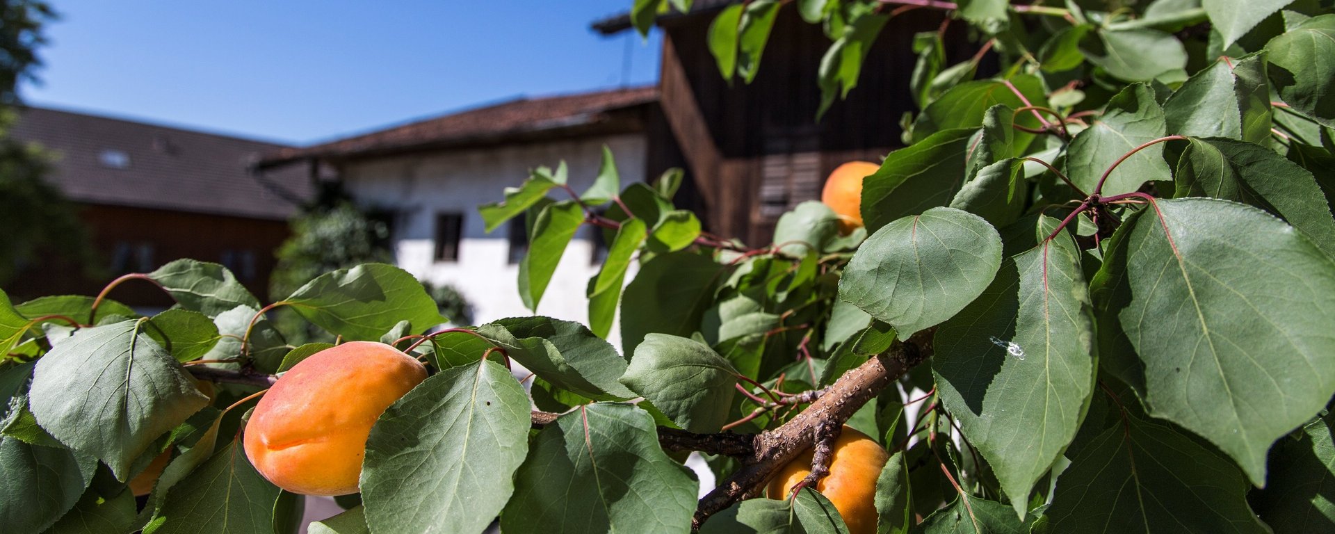 Urlaub auf Bayerns Bauernhöfen, die Obst anbauen und verarbeiten. 