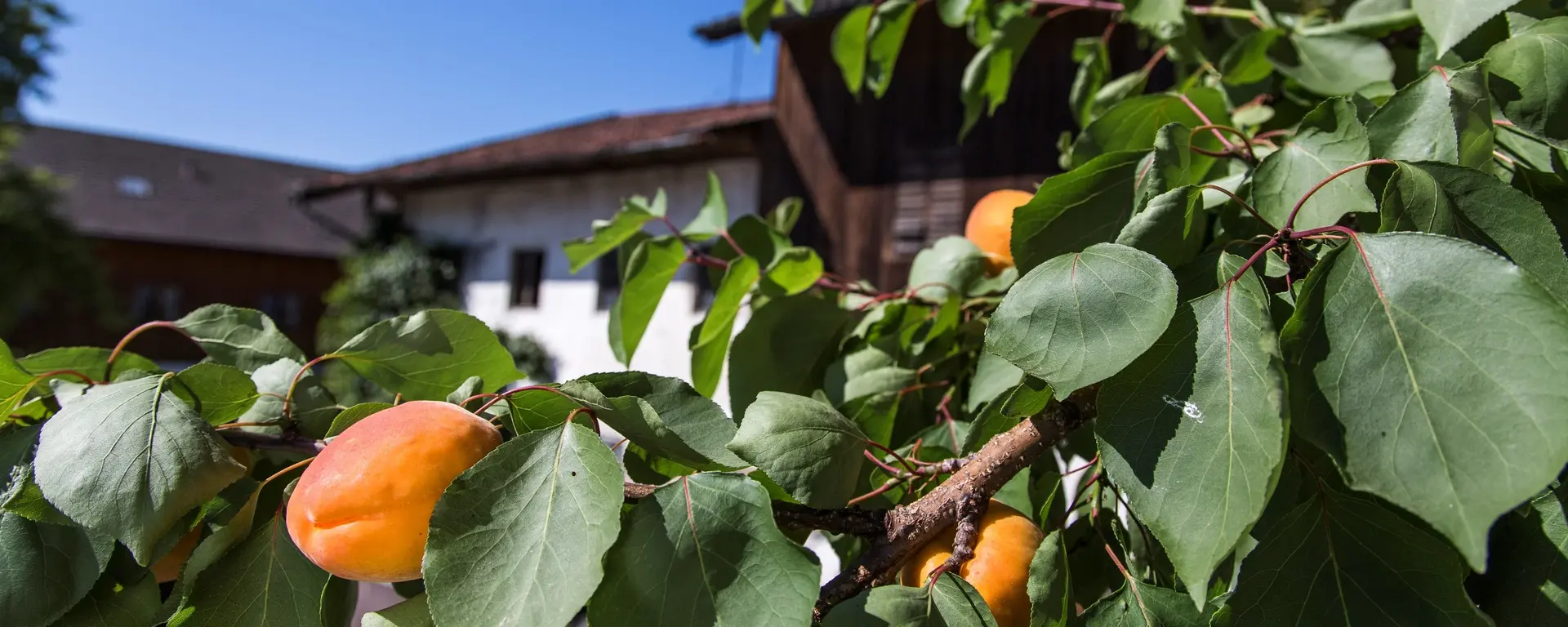 Urlaub auf Bayerns Bauernhöfen, die Obst anbauen und verarbeiten. 
