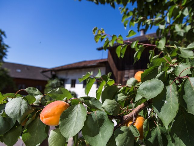 Urlaub auf Bayerns Bauernhöfen, die Obst anbauen und verarbeiten. 