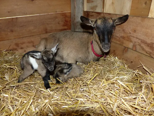 Ziegenbabys im Frühling