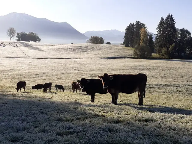 Kühe auf der Tau Wiese 