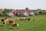Urlaub auf dem Bauernhof mit Kühen vor der Haustüre