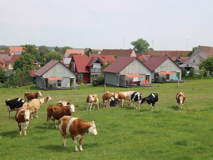 Urlaub auf dem Bauernhof mit Kühen vor der Haustüre