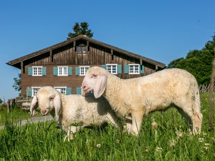 Schafe vor dem Allgäuer Bergbauernmuseum
