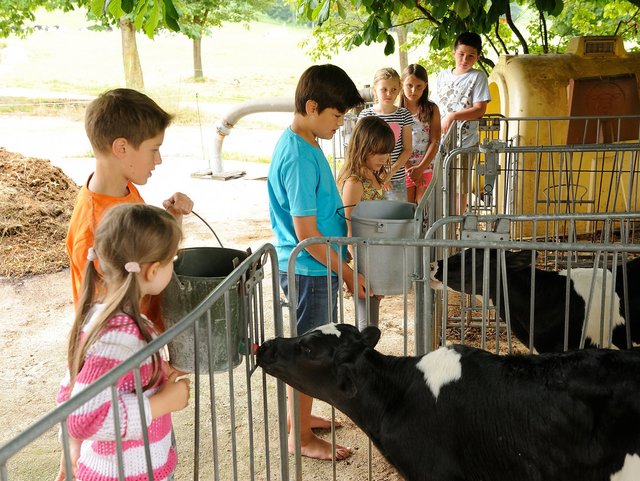 Kälber füttern auf dem Hanznhof in Bernau am Chiemsee Oberbayern