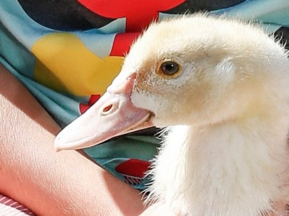 Mädchen mit Gans